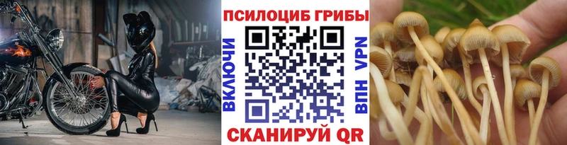 Купить  Облучье  Псилоцибиновые грибы Magic Shrooms 